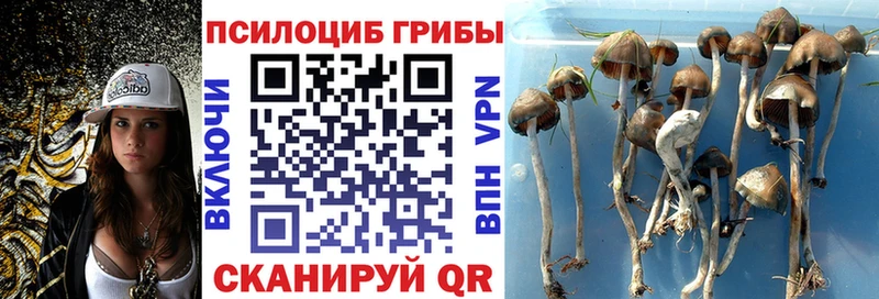 Псилоцибиновые грибы прущие грибы  где можно купить наркотик  Белинский 